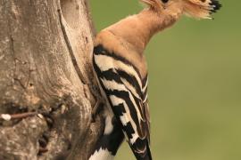 Dudek - Upupa epops - Common Hoopoe