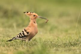 Dudek - Upupa epops - Common Hoopoe