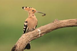 Dudek - Upupa epops - Common Hoopoe