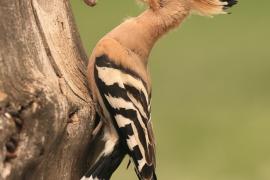 Dudek - Upupa epops - Common Hoopoe