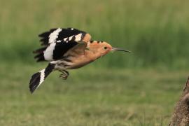 Dudek - Upupa epops - Common Hoopoe