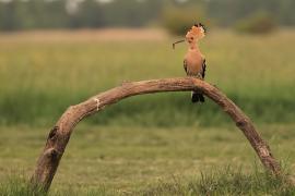 Dudek - Upupa epops - Common Hoopoe