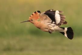 Dudek - Upupa epops - Common Hoopoe