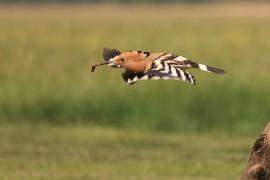 Dudek - Upupa epops - Common Hoopoe