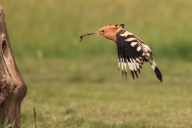 Dudek - Upupa epops - Common Hoopoe