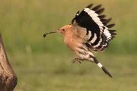 Dudek - Upupa epops - Common Hoopoe