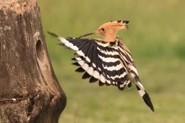 Dudek - Upupa epops - Common Hoopoe