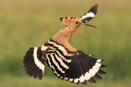 Dudek - Upupa epops - Common Hoopoe
