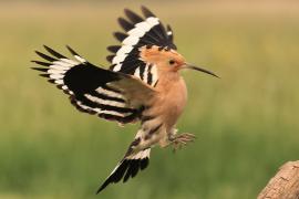 Dudek - Upupa epops - Common Hoopoe