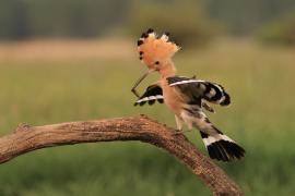 Dudek - Upupa epops - Common Hoopoe