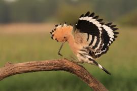 Dudek - Upupa epops - Common Hoopoe