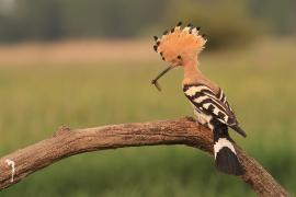 Dudek - Upupa epops - Common Hoopoe