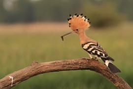 Dudek - Upupa epops - Common Hoopoe