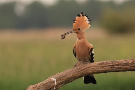 Dudek - Upupa epops - Common Hoopoe