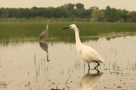 Czapla nadobna - Egretta garzetta - Little Egret
