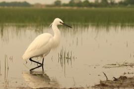Czapla nadobna - Egretta garzetta - Little Egret