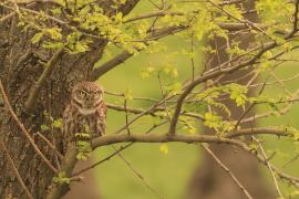 Pójdźka - Athene noctua - Little Owl