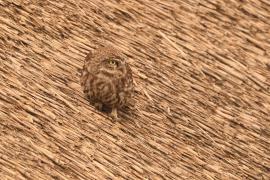 Pójdźka - Athene noctua - Little Owl