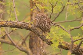 Pójdźka - Athene noctua - Little Owl