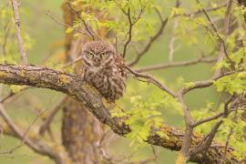 Pójdźka - Athene noctua - Little Owl