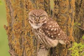 Pójdźka - Athene noctua - Little Owl