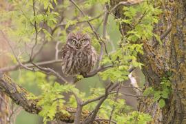 Pójdźka - Athene noctua - Little Owl