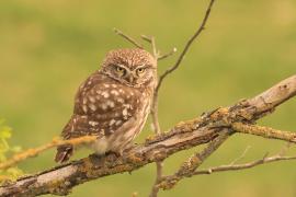 Pójdźka - Athene noctua - Little Owl