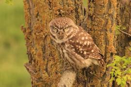 Pójdźka - Athene noctua - Little Owl