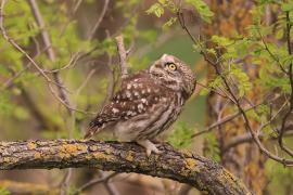 Pójdźka - Athene noctua - Little Owl