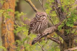 Pójdźka - Athene noctua - Little Owl