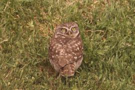 Pójdźka - Athene noctua - Little Owl