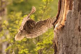 Pójdźka - Athene noctua - Little Owl