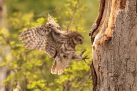 Pójdźka - Athene noctua - Little Owl