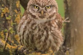 Pójdźka - Athene noctua - Little Owl