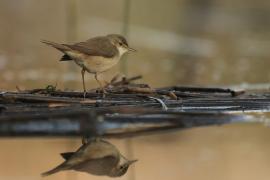 Trzcinniczek - Acrocephalus scirpaceus - Common Reed Warbler