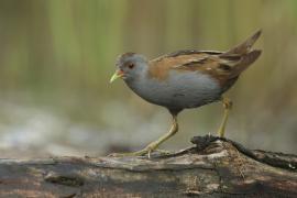 Zielonka - Zapornia parva - Little Crake