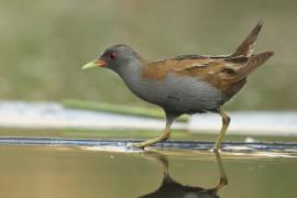Zielonka - Zapornia parva - Little Crake