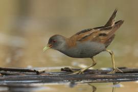Zielonka - Zapornia parva - Little Crake