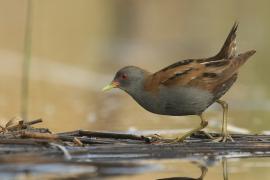 Zielonka - Zapornia parva - Little Crake