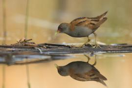 Zielonka - Zapornia parva - Little Crake