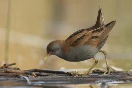 Zielonka - Zapornia parva - Little Crake