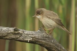 Trzcinniczek - Acrocephalus scirpaceus - Common Reed Warbler