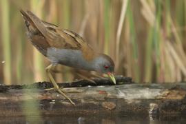 Zielonka - Zapornia parva - Little Crake