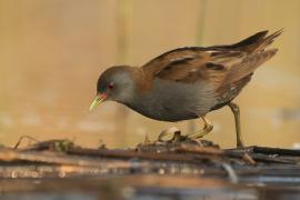 Zielonka - Zapornia parva - Little Crake