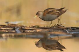 Zielonka - Zapornia parva - Little Crake