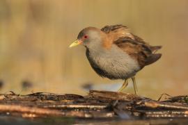 Zielonka - Zapornia parva - Little Crake