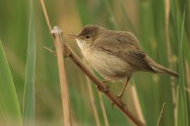 Trzcinniczek - Acrocephalus scirpaceus - Common Reed Warbler