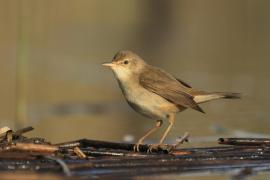 Trzcinniczek - Acrocephalus scirpaceus - Common Reed Warbler