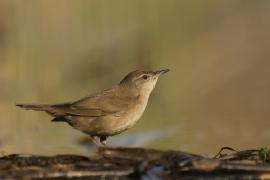 Brzęczka - Locustella luscinioides - Savi's Warbler