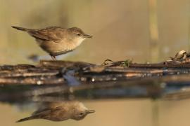 Brzęczka - Locustella luscinioides - Savi's Warbler